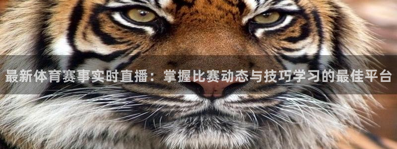 最新体育赛事实时直播：掌握比赛动态与技巧学习的最佳平台