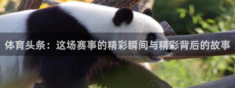 体育头条：这场赛事的精彩瞬间与精彩背后的故事